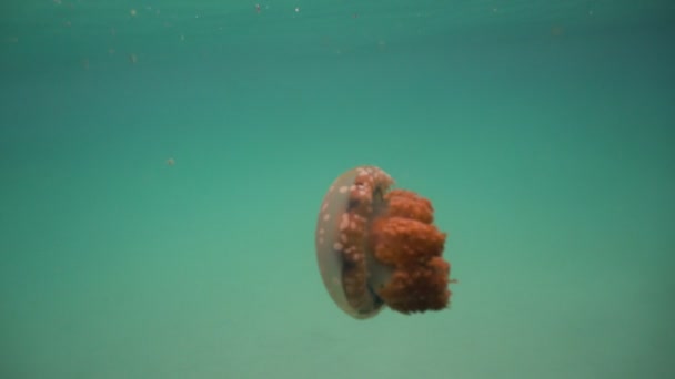水の中の大きなクラ ゲ。Sohoton コーブ ブカス グランデ島フィリピン. — ストック動画