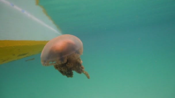 Grandes medusas en el agua. Bucas Grande Island, Sohoton Cove. Filipinas . — Vídeo de stock