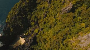 Deniz manzarası: Okyanus uçurumun bir orman. Havadan görünümü.