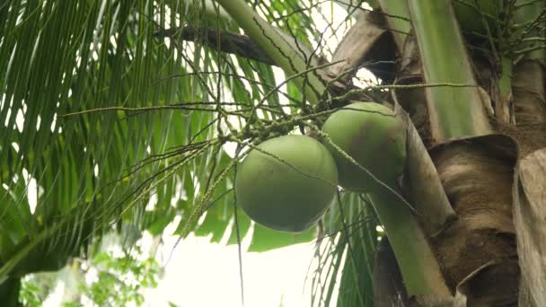 Coconut tree with coconuts. — Stock Video