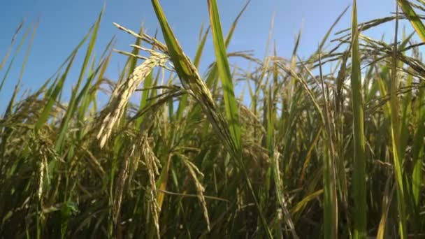 Grönt ris fält. — Stockvideo