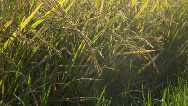 Зеленое рисовое поле. — стоковое видео
