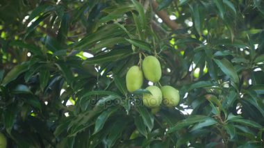 Mango-mango ağacı üzerinde.