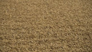 Pirinç yolun açık havada kurutulmuş.