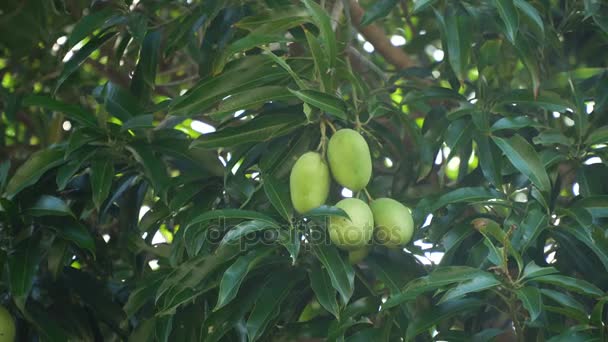 Mangos en árbol de mango . — Vídeos de Stock