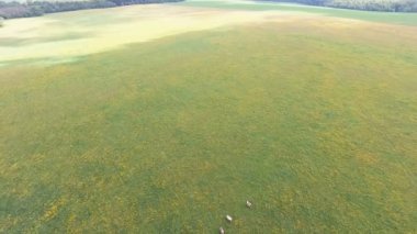 Uçan inekler otlatma ile yeşil alanın üzerinde.