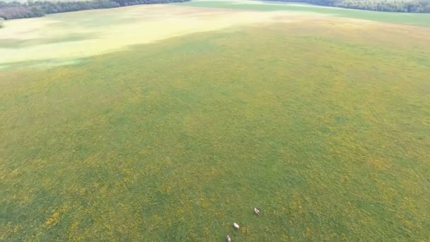Vliegen over groene veld met grazende koeien. — Stockvideo