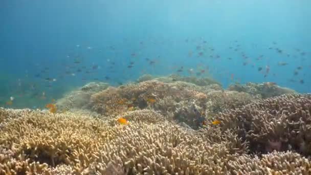 Arrecife de coral y peces tropicales. Filipinas — Vídeo de stock