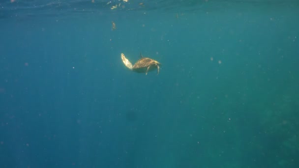 水の下の海カメ. — ストック動画