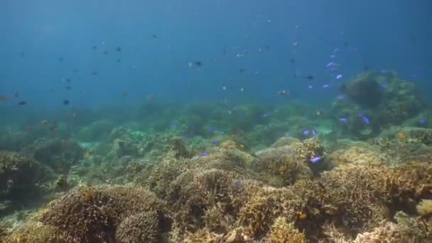 Arrecife de coral y peces tropicales. Filipinas — Vídeos de Stock