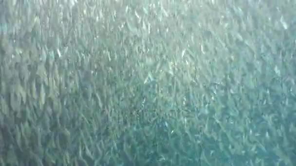 Sardinas sobre agua azul. — Vídeos de Stock