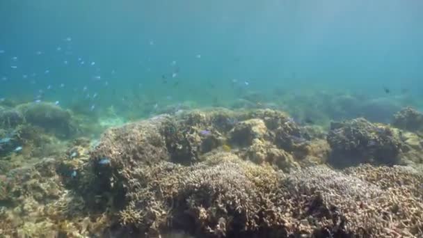 Arrecife de coral y peces tropicales. Filipinas — Vídeo de stock