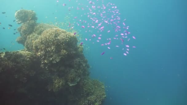 Recifes de corais e peixes tropicais Filipinas — Vídeo de Stock