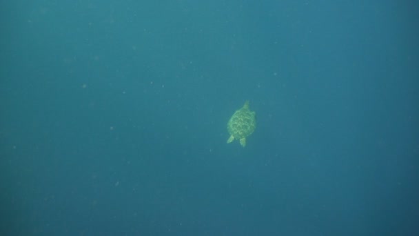 Tortue de mer sous l'eau . — Video