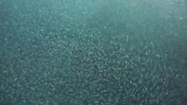 Sardinhas em águas azuis. — Vídeo de Stock