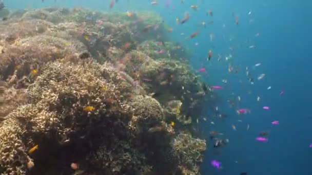 Arrecife de coral y peces tropicales. Filipinas — Vídeo de stock