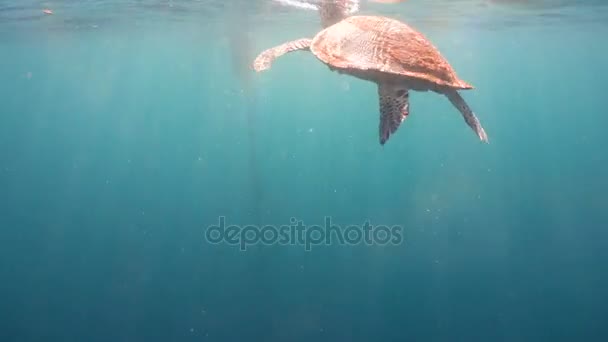 Tartaruga marina sott'acqua . — Video Stock