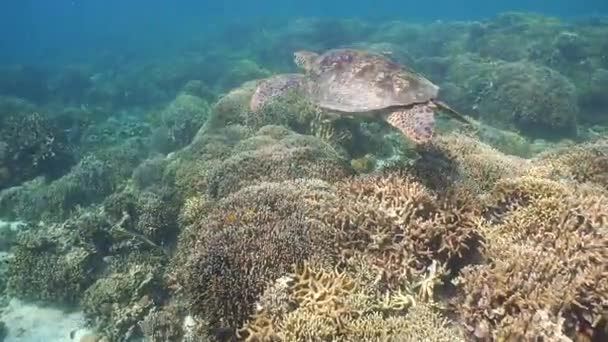 Sea turtle under water. — Stock Video