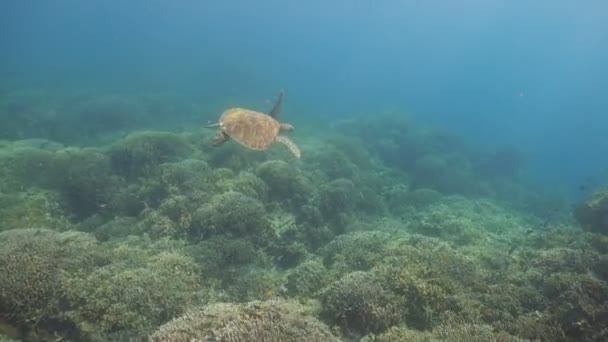 Sea turtle under water. — Stock Video