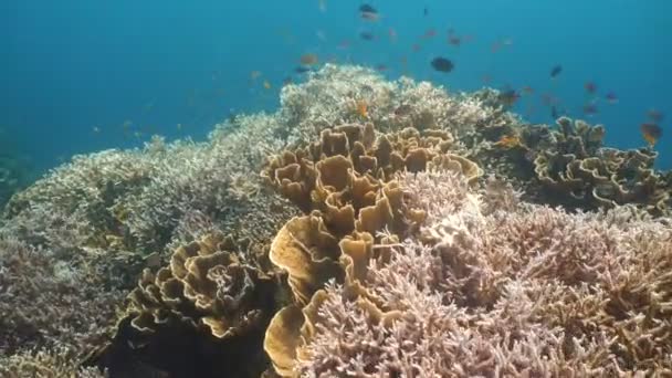 Karang karang dan tropis fish.Philippines — Stok Video