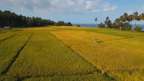 Bir pirinç alan hava görünümünü. Filipinler — Stok video