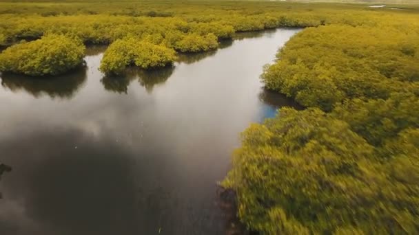 Floresta de mangue na Ásia. Filipinas Siargao ilha . — Vídeo de Stock