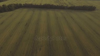 Havadan görünümü: uçan yeşil alanın üzerinde.