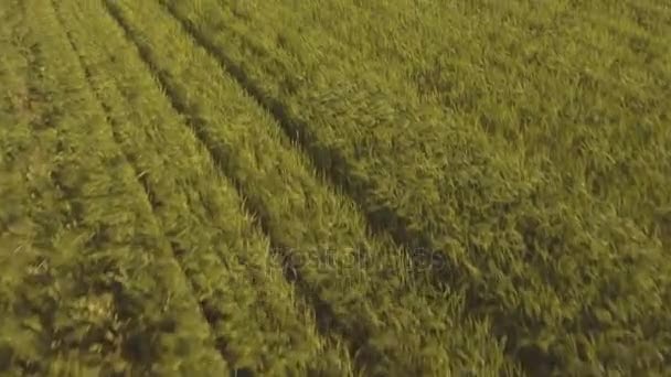 Aerial view:Flying over green field. — Stock Video