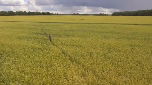 Giovane ragazza nel campo di frumento. . — Video Stock