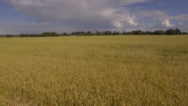 Luchtfoto van gouden tarweveld. Luchtfoto video. — Stockvideo