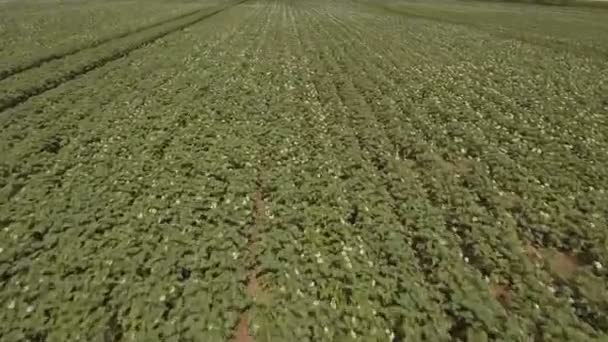 Antenn av grön potatis fält. — Stockvideo