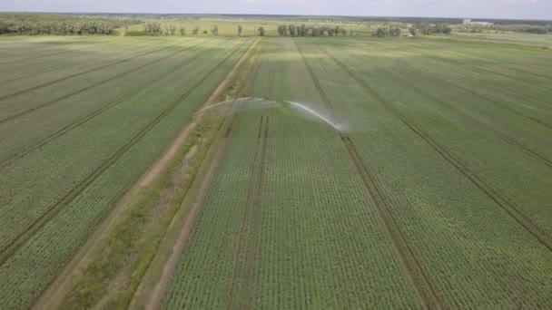 Luchtfoto: irrigatie machine in een veld van aardappel — Stockvideo