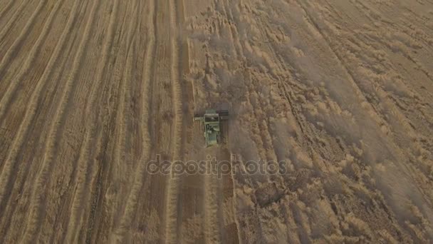 Vista aérea combinar a colheita de um campo de trigo . — Vídeo de Stock