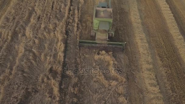 Aerial view combine harvesting a field of wheat. — Stock Video