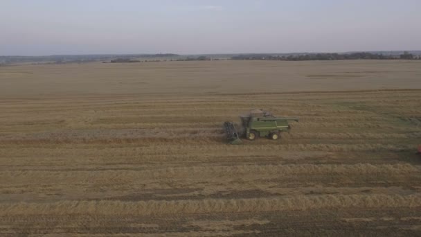 Vista aérea combinar a colheita de um campo de trigo . — Vídeo de Stock