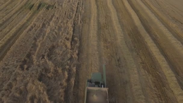 Vista aérea combinar la cosecha de un campo de trigo . — Vídeos de Stock