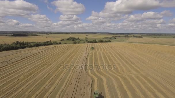 Luftbild Mähdrescher erntet ein Weizenfeld. — Stockvideo