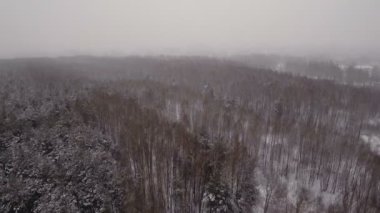 Ormanlı kış manzarası.