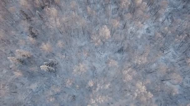 Winterlandschaft mit Wald. — Stockvideo