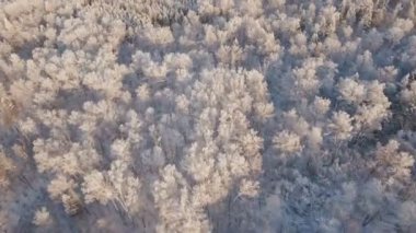 Ormanlı kış manzarası.