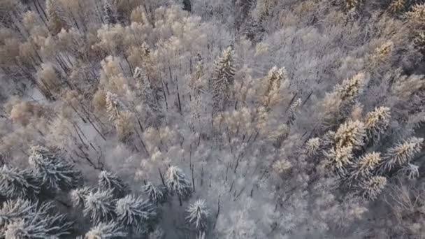 Winter landscape with forest. — Stock Video