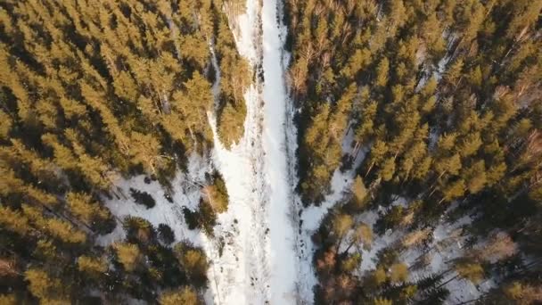 Χειμερινός δρόμος στο δάσος. — Αρχείο Βίντεο