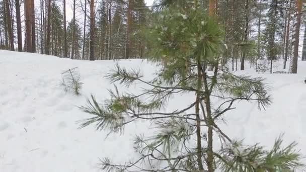 Гонки на снегоходе . — стоковое видео