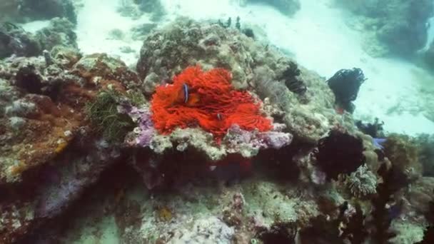 Koralrev og tropiske fisk.Filippinerne – Stock-video