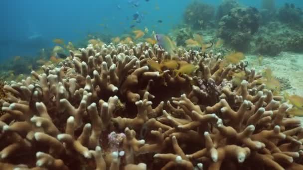 Recifes de corais e peixes tropicais Filipinas — Vídeo de Stock