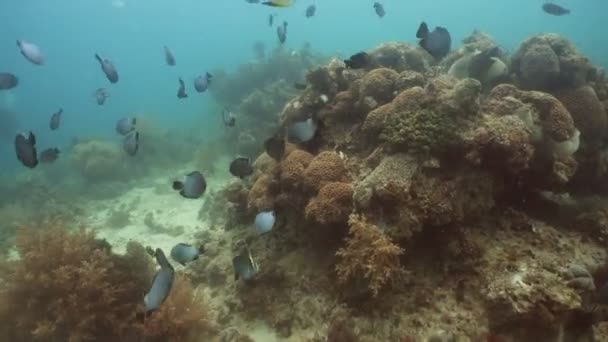 Recifes de corais e peixes tropicais Filipinas — Vídeo de Stock