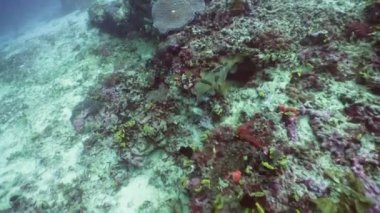 Mercan ve tropikal balık. Filipinler