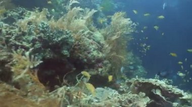 Mercan ve tropikal balık. Filipinler