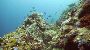 Mercan ve tropikal balık. Filipinler