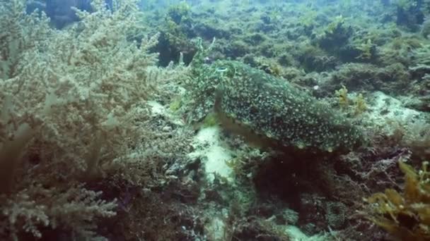Cuttlefish debaixo de água . — Vídeo de Stock